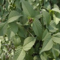 哪里供應(yīng)的棣棠苗、棣棠球產(chǎn)銷兩旺