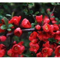 哪里的貼梗海棠？