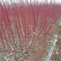 150公分高紅瑞木的批發(fā)價格_廠家直銷