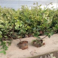 產(chǎn)地直銷50公分金森女貞苗價(jià)格0.65元一株