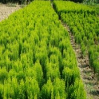 50公分灑金柏小苗的批發(fā)價(jià)格