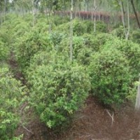 70公分火棘苗的批發(fā)價格