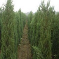 產(chǎn)地60公分高刺柏的價(jià)格是多少