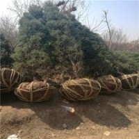 產(chǎn)地直銷250公分的塔柏_低價(jià)裝車