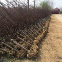 榆葉梅是梅花品種嗎？