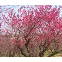 基地5公分紅梅樹的報(bào)價(jià)