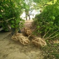 叢生臘梅基地小苗的報價