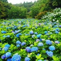 50公分八仙花的批發(fā)價(jià)格，量多優(yōu)惠