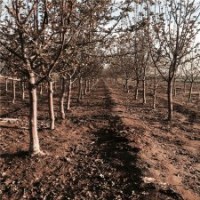 哪里產(chǎn)的北美海棠貨源多？