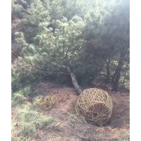 出售山西3米-4米油松，山西油松價格