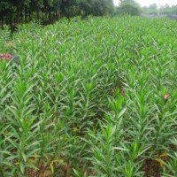 湖南瀏陽(yáng)綠化苗木花木夾竹桃四季紅苗圃苗木夾竹桃