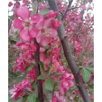 臨沂興旺苗木繁育合作社供應(yīng)冬紅海棠1--6公分