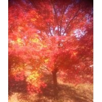 叢生八月桂大規(guī)格4/5米及四季桂叢生4/5米冠幅出售