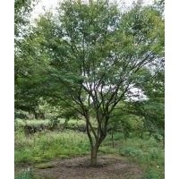 供應(yīng)雞爪槭，紅楓，青楓，紅梅，櫻花，桂花出售