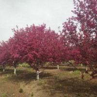 地徑10公分北美海棠絢麗海棠青島國創(chuàng)園林精品絢麗海棠