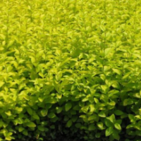 小葉女貞 金葉女貞 紅葉小檗 銀杏 欒樹 法桐 紫薇 大葉黃楊 小葉