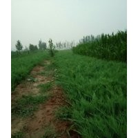 專(zhuān)供沙地柏