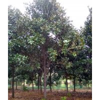 湖北紅東供應(yīng)廣玉蘭