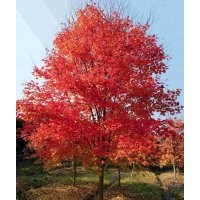 基地直銷8——15公分美國紅楓