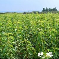 小苗系列——晚櫻小苗