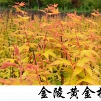 小苗系列——黃金楓小苗