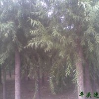 垂柳 金絲垂柳 垂柳基地 垂柳小苗 平頭垂柳