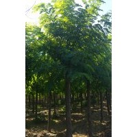 8公分刺槐價(jià)格