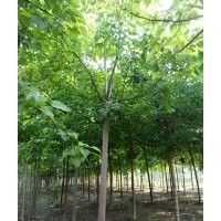 供應楸樹，梓樹