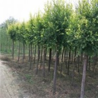 金葉榆籬，供應(yīng)金葉榆，15公分金葉榆價格