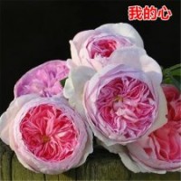 大量供應(yīng)月季花苗我的心