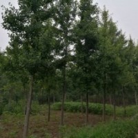 10-14公分銀杏樹(shù)