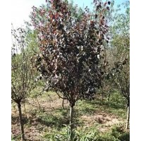 供應3-10公分榆葉梅