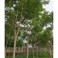 出售千頭椿6-15公分