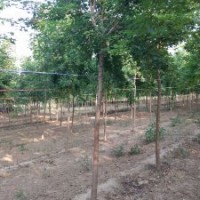 出售苗圃五角楓6-7-8公分