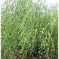 1-15公分柿樹苗、 1-15公分杏樹苗、 1-15公分白皮松苗