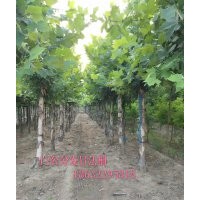 出售6公分8公分10公分15公分20公分法桐