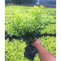 金葉女貞杯苗、金葉女貞地苗、四川金葉女貞苗、金葉女貞大杯苗