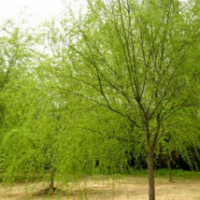 青皮垂柳