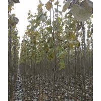 國槐，白臘，發(fā)桐，毛白楊，椿樹，柳樹