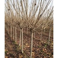 供應精品雞爪槭紅楓羽毛楓櫻花海棠桂花紅梅無患子