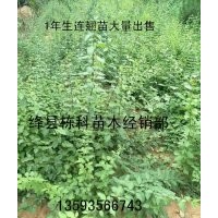 1年生連翹苗出售=1年生連翹苗郵購