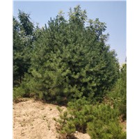 A級(jí)白皮松基地 A級(jí)白皮松批發(fā)商