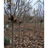 A級(jí)玉蘭基地 A級(jí)玉蘭批發(fā)商