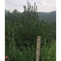 各種規(guī)格樟子松、油松，2米、2.5米、3米的都有