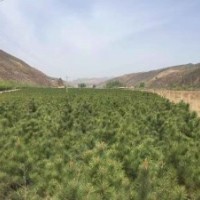 專供各種規(guī)格樟子松、油松