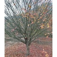 供7-30公分雞爪槭紅楓海棠櫻花紅梅羽毛楓桂花無患子