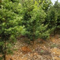 地苗羅漢松（8年生頭徑5-8cm ）、菩提榕