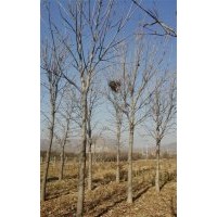 供應(yīng)七葉樹(shù)