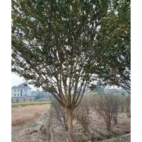 供應(yīng)精品紅楓海棠桂花紅梅櫻花雞爪槭無患子羽毛楓