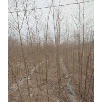 河北凱達(dá)苗木垂柳批發(fā)了